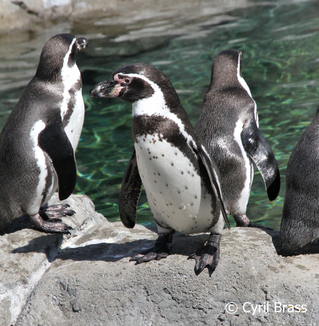 Penguin Awareness Day - Humboldt Penguins